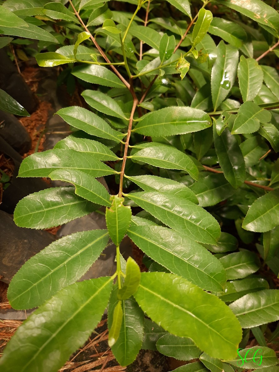 Elaeodendron glaucum (Rottb.) Pers.